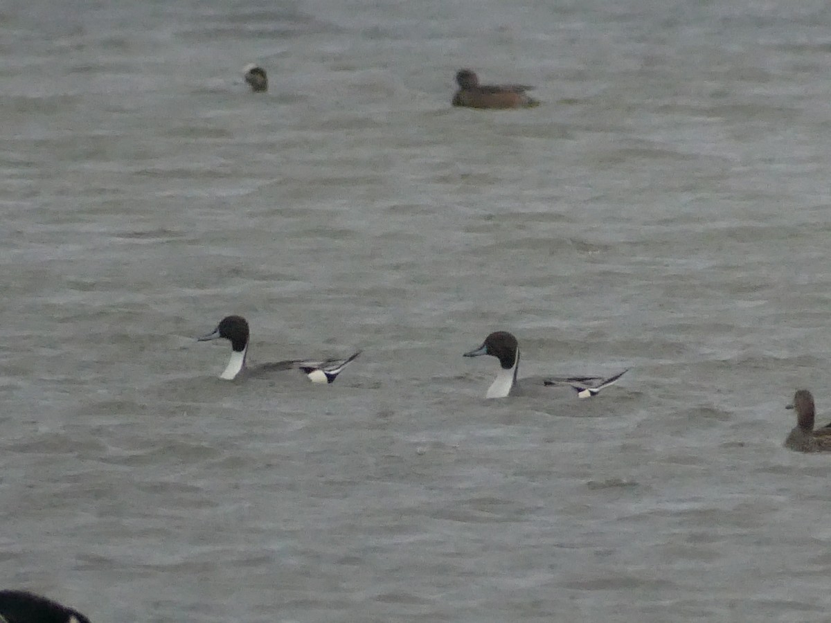 Northern Pintail - ML646939602