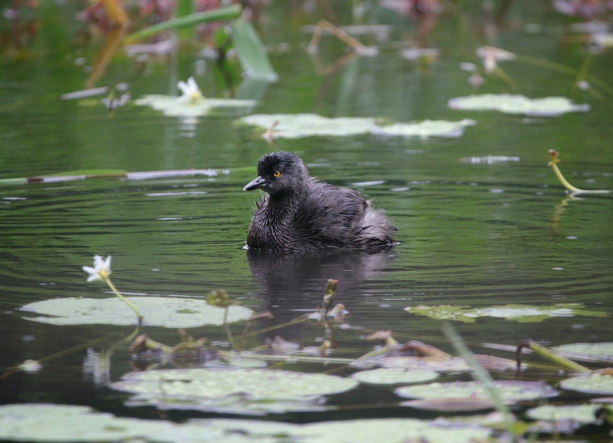 Amerika Küçük Batağanı - ML646939603