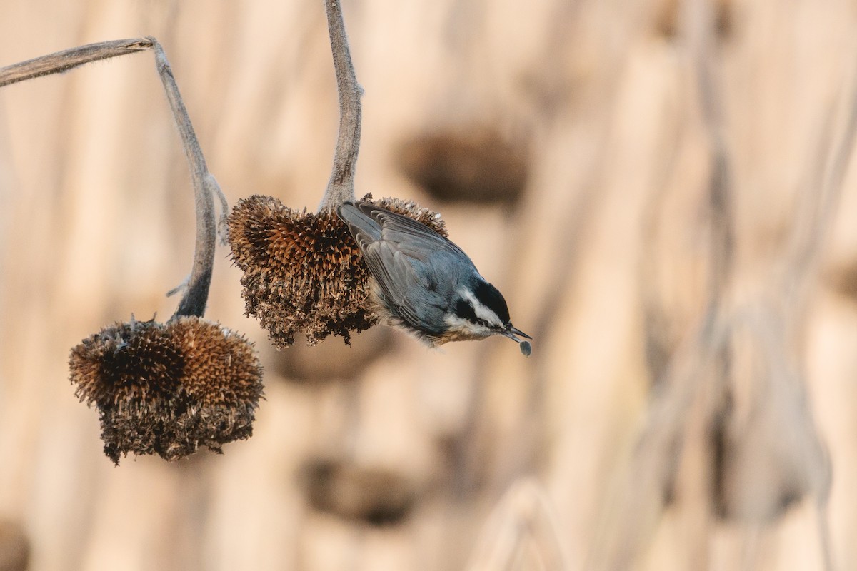 Red-breasted Nuthatch - ML646939604
