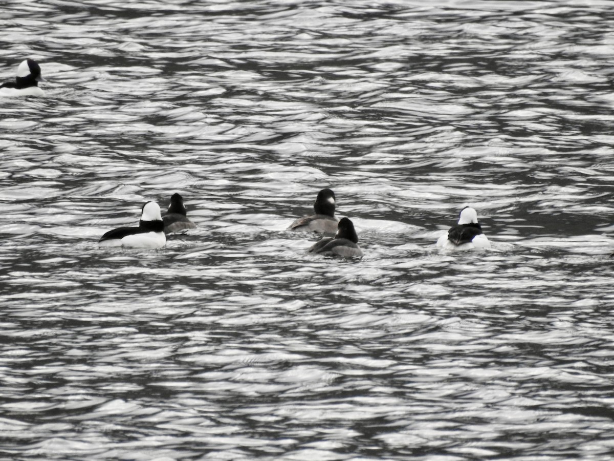 Гоголь-головастик - ML646939605