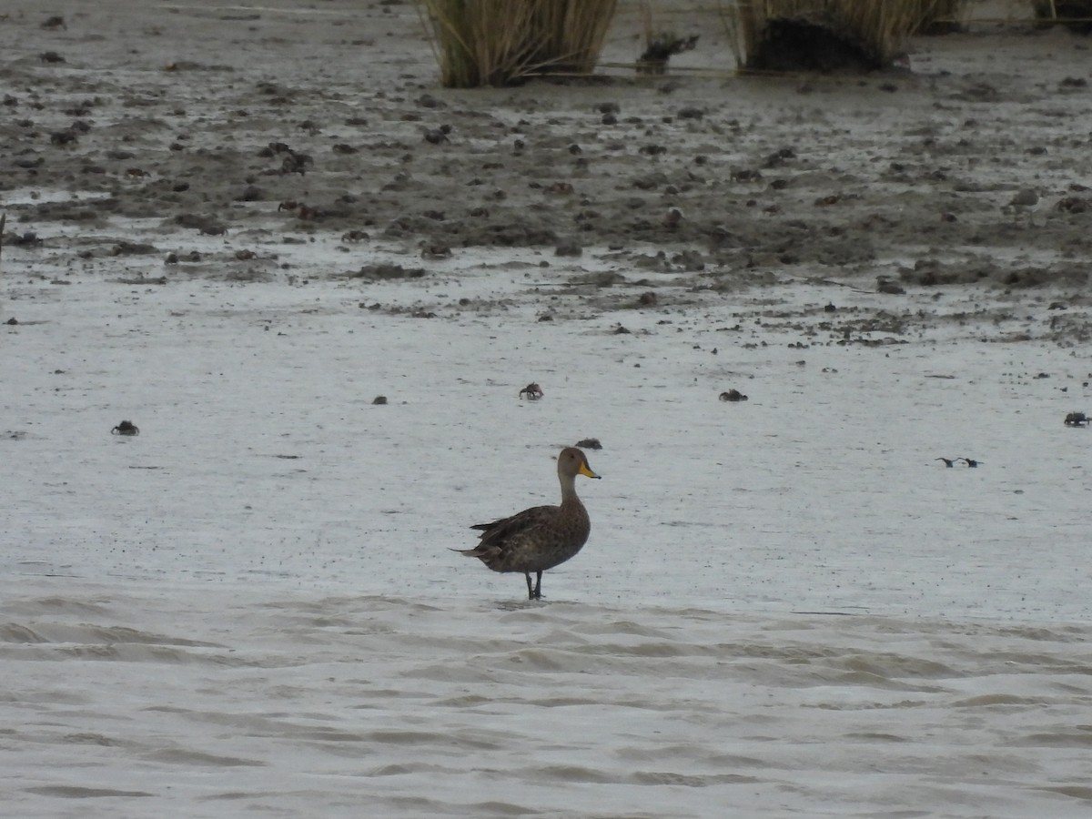 gulnebbstjertand - ML646939607