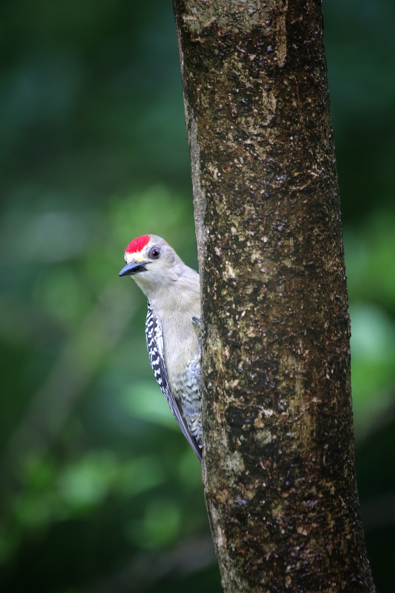 Hoffmann Ağaçkakanı - ML646939608