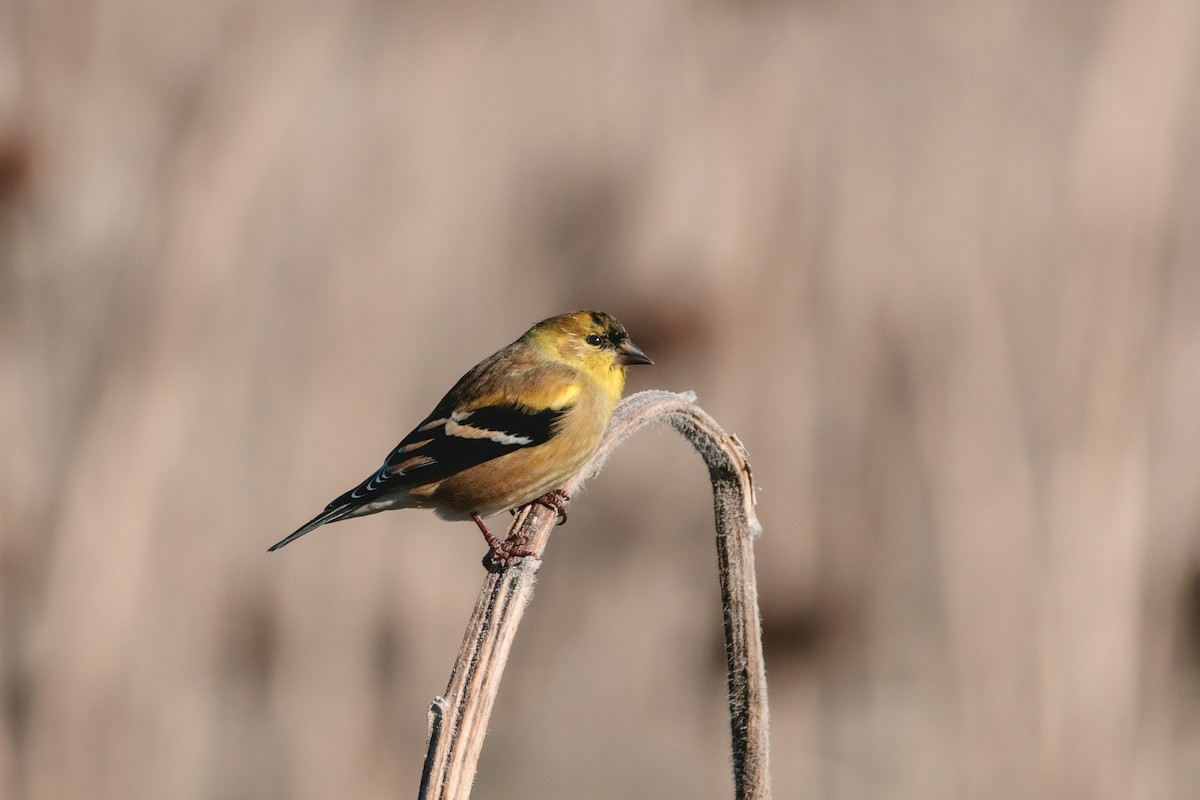 American Goldfinch - ML646939609