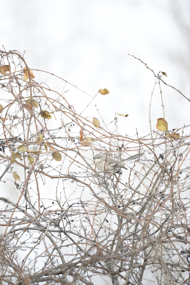 Northern Mockingbird - ML646939610