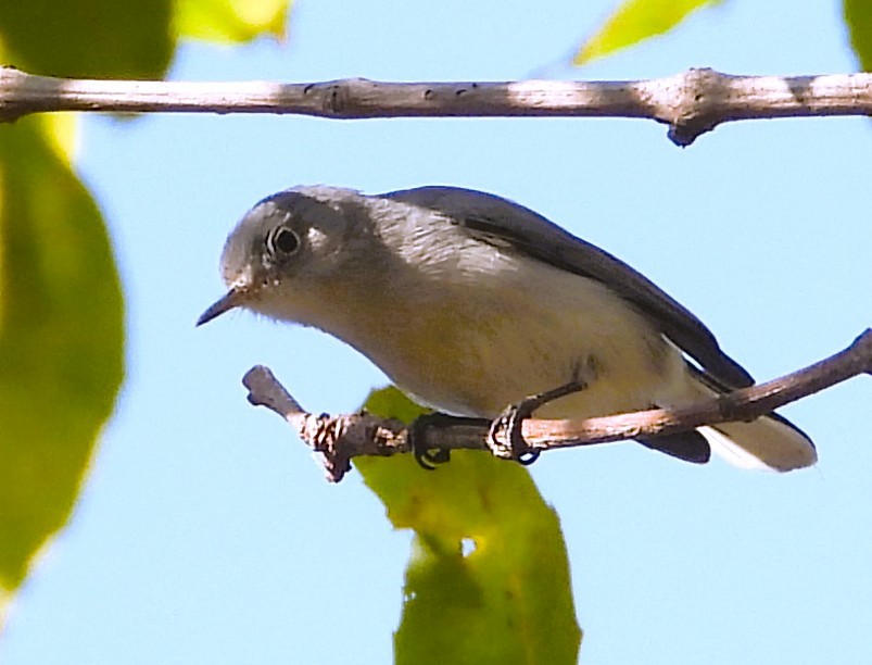 Perlita Grisilla - ML646939612