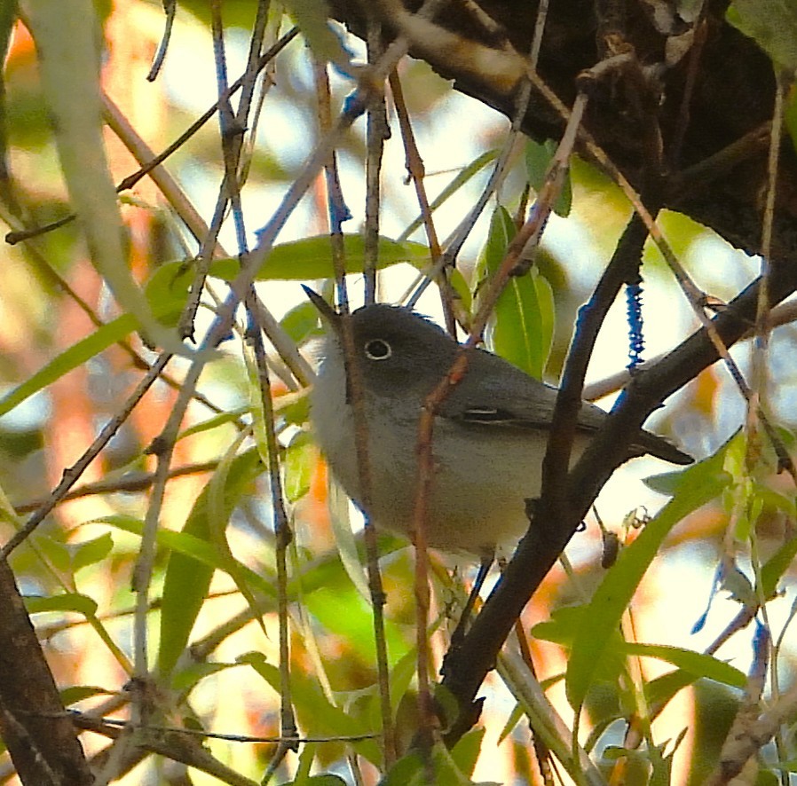 Perlita Grisilla - ML646939614