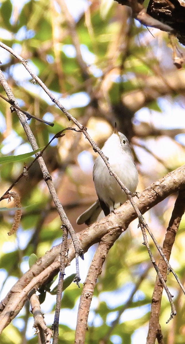 Perlita Grisilla - ML646939615