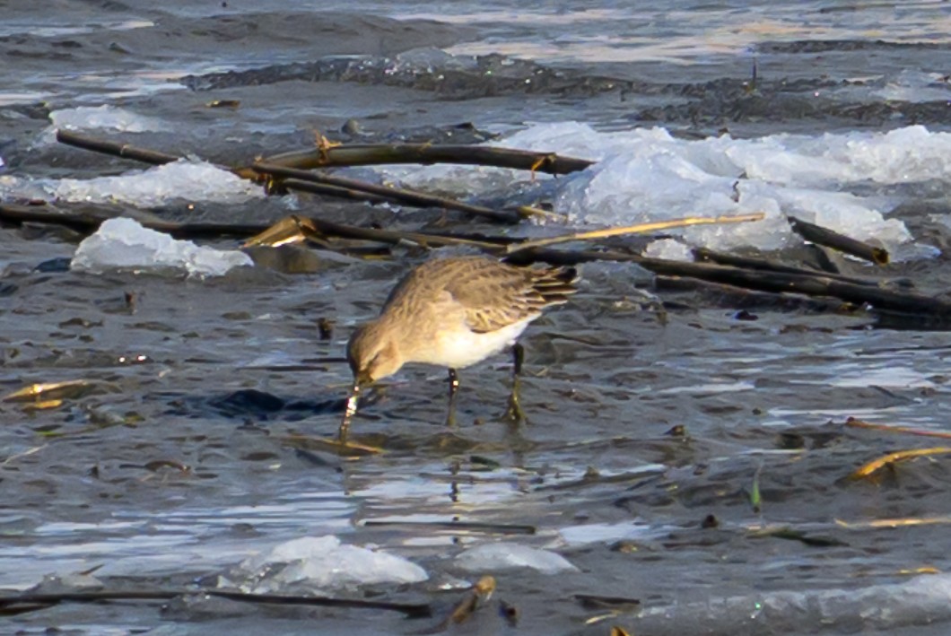 Dunlin - ML646939619