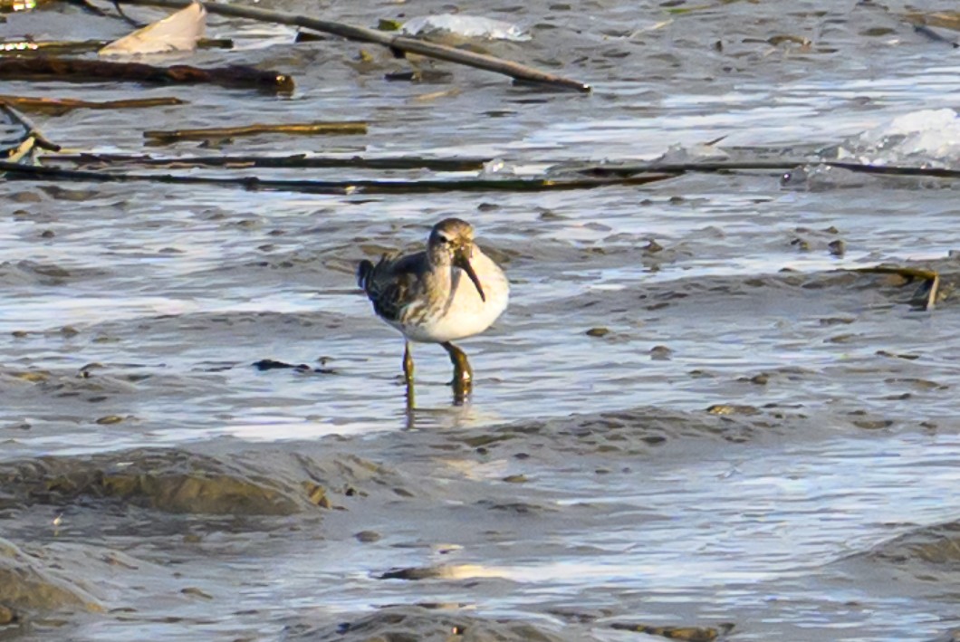 Dunlin - ML646939620