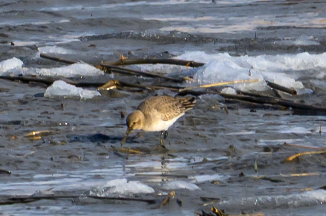 Dunlin - ML646939621