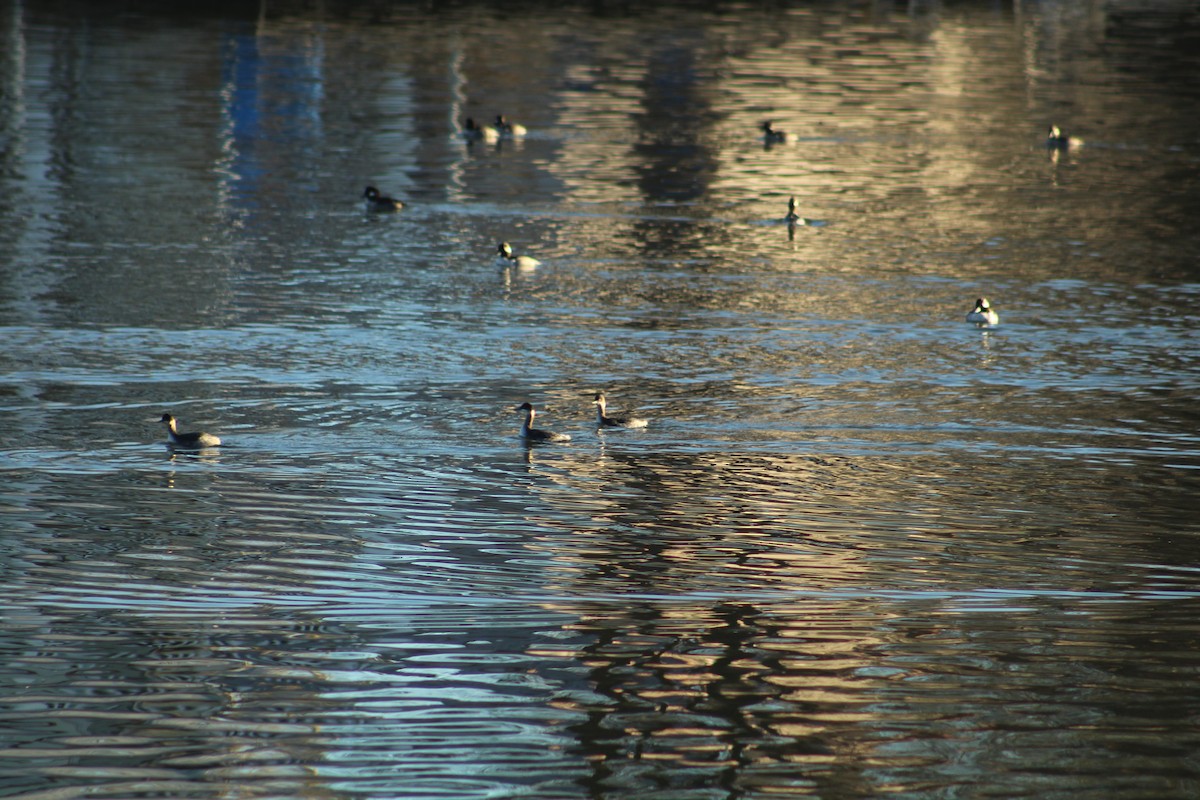 Grèbe à cou noir - ML646939622