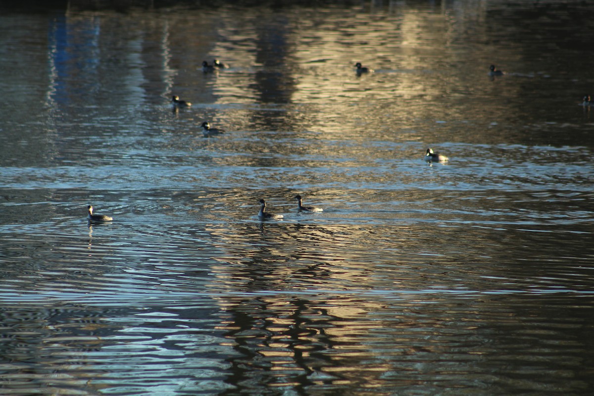 Grèbe à cou noir - ML646939623