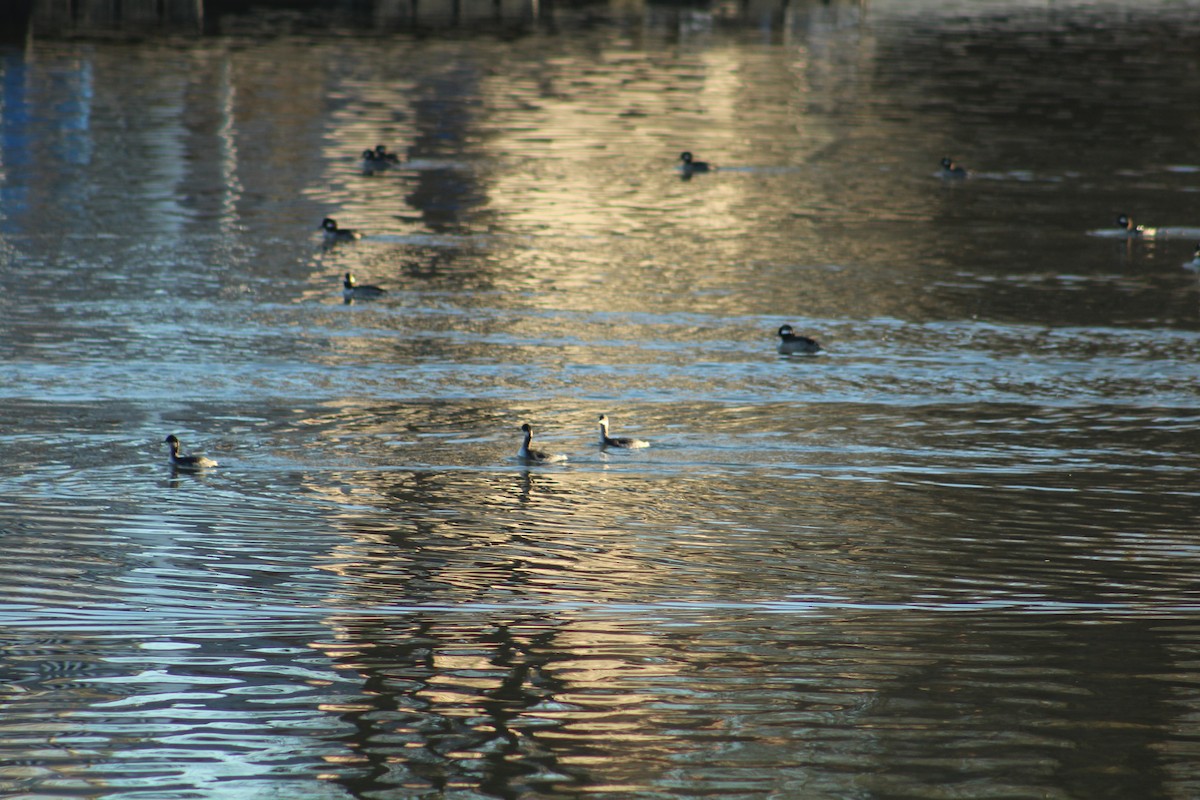 Grèbe à cou noir - ML646939624