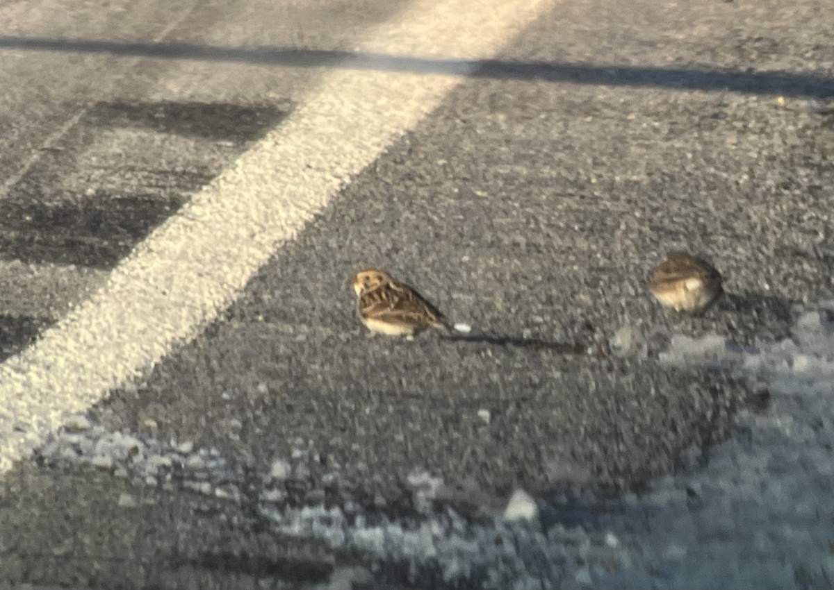 Lapland Longspur - ML646939625