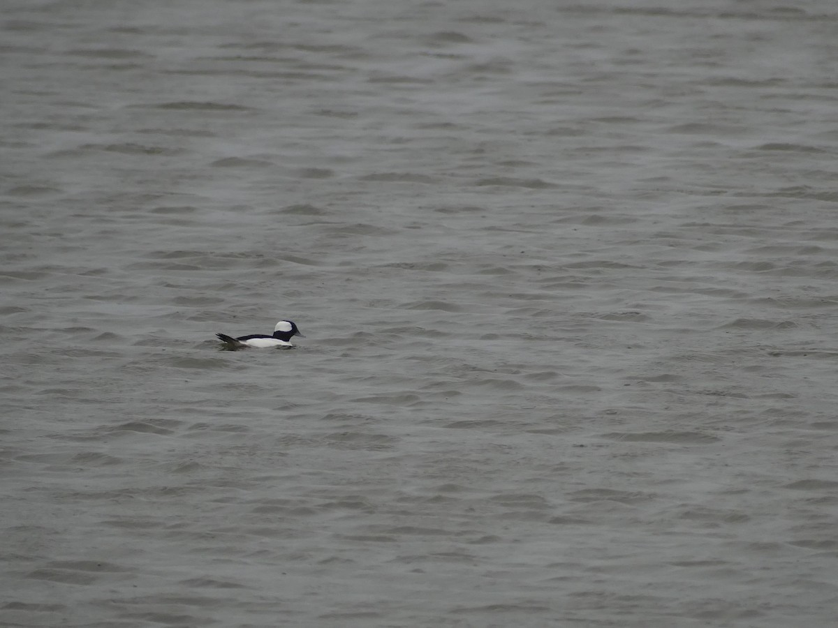 Гоголь-головастик - ML646939627