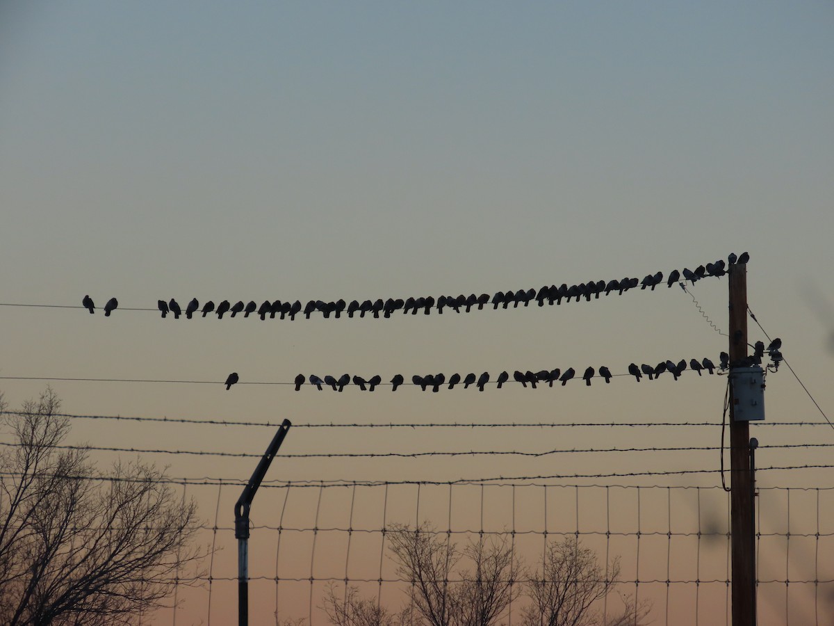 Голуб сизий (міський) - ML646939629