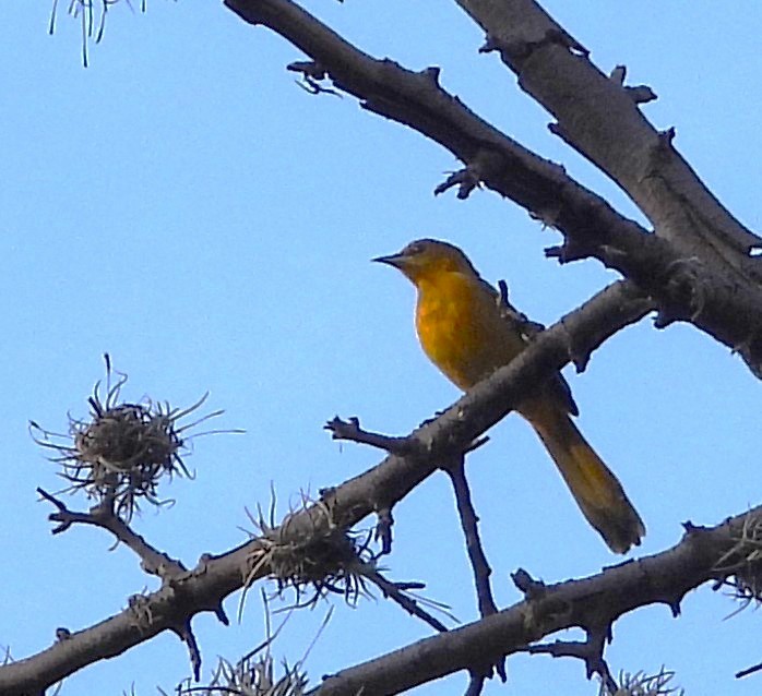 Turpial Enmascarado - ML646939636