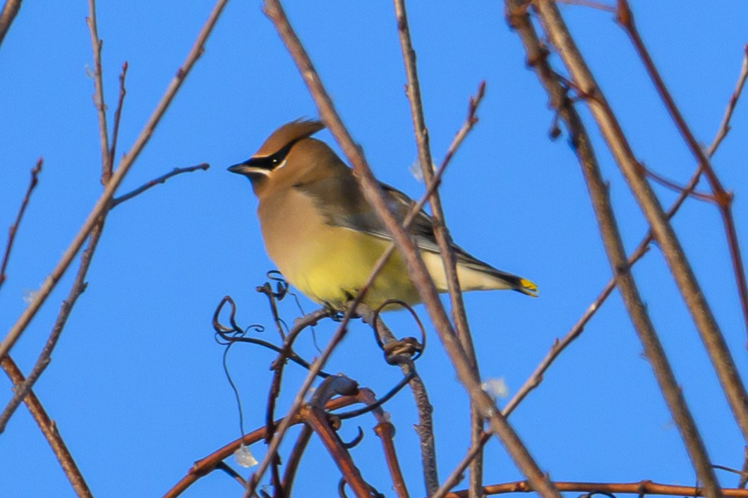 Cedar Waxwing - ML646939637