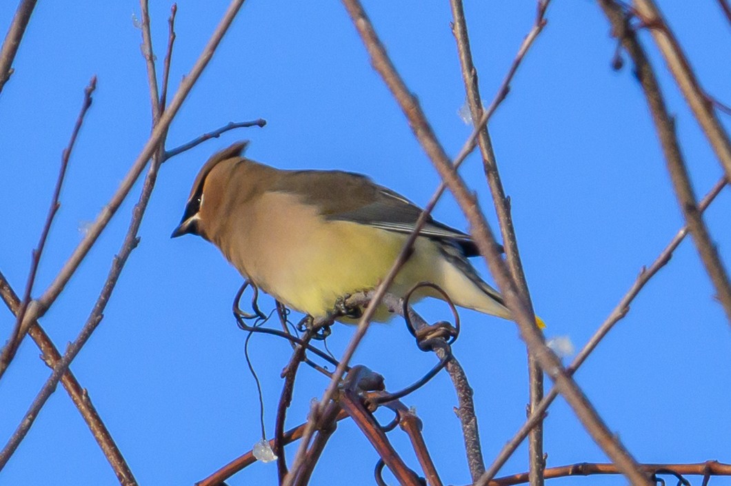 Cedar Waxwing - ML646939638
