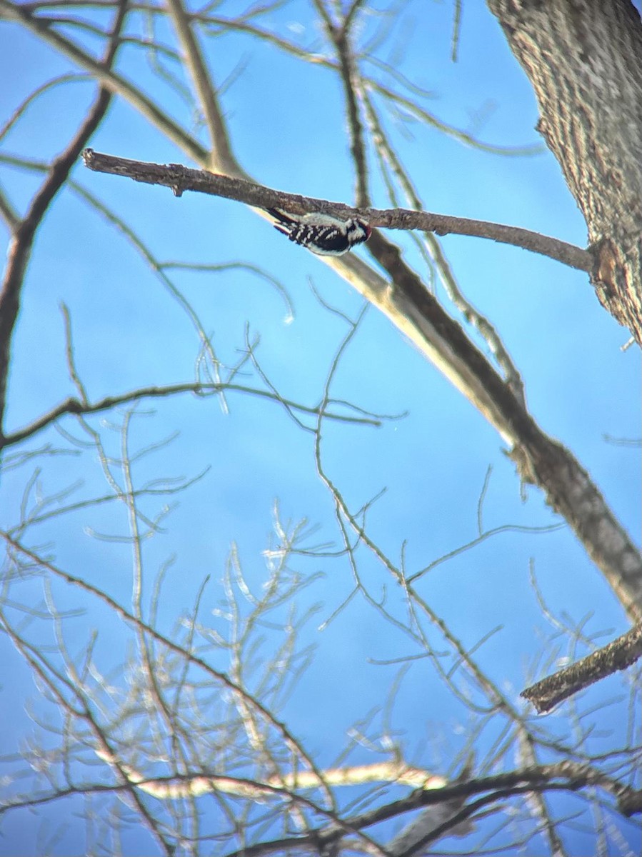 Downy Woodpecker - ML646939640