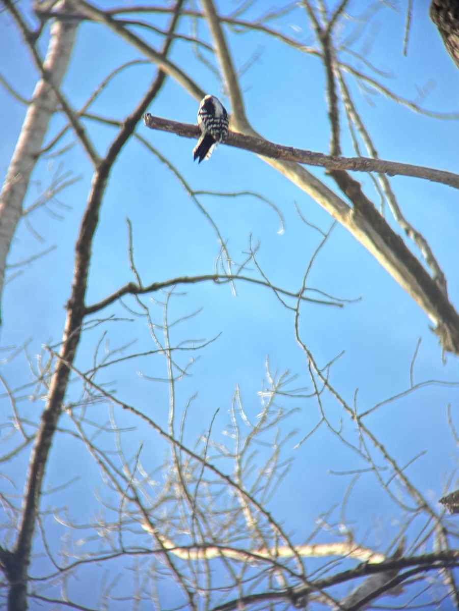Downy Woodpecker - ML646939641