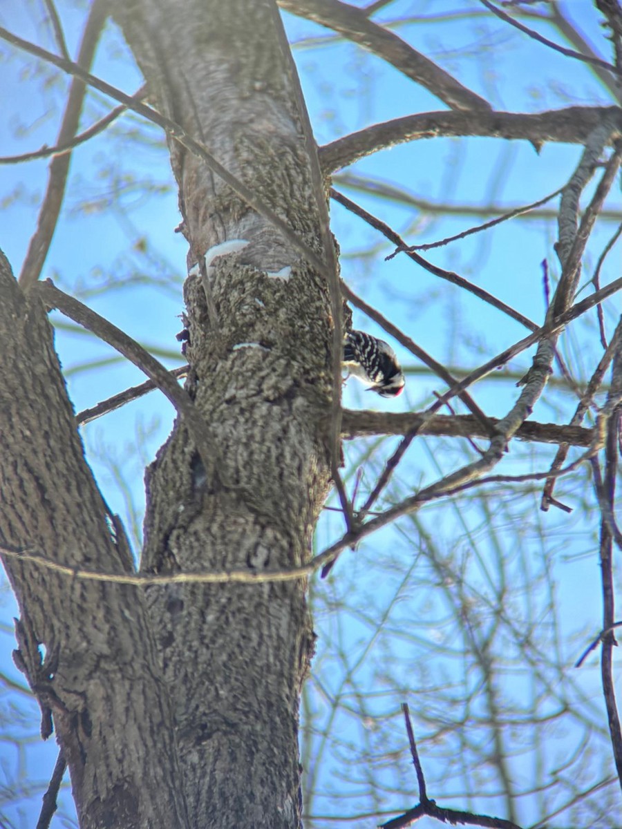 Downy Woodpecker - ML646939642