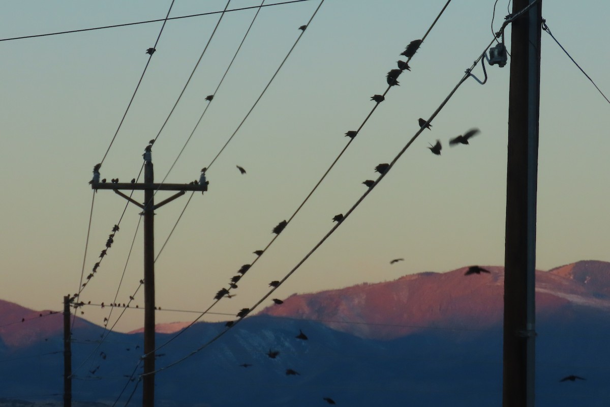 Шпак звичайний - ML646939645