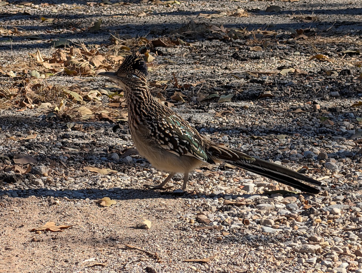 Greater Roadrunner - ML646939647