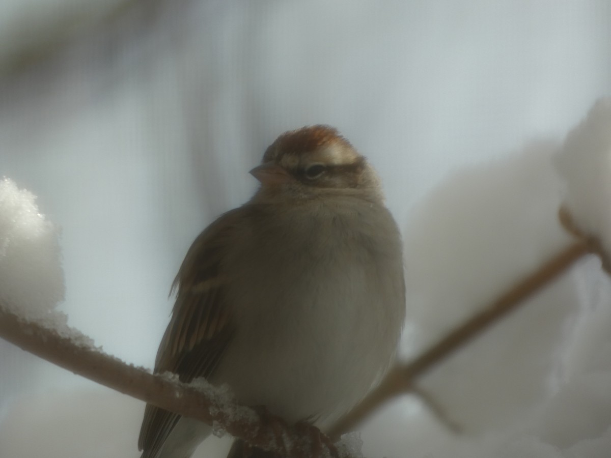 Chipping Sparrow - ML646939653