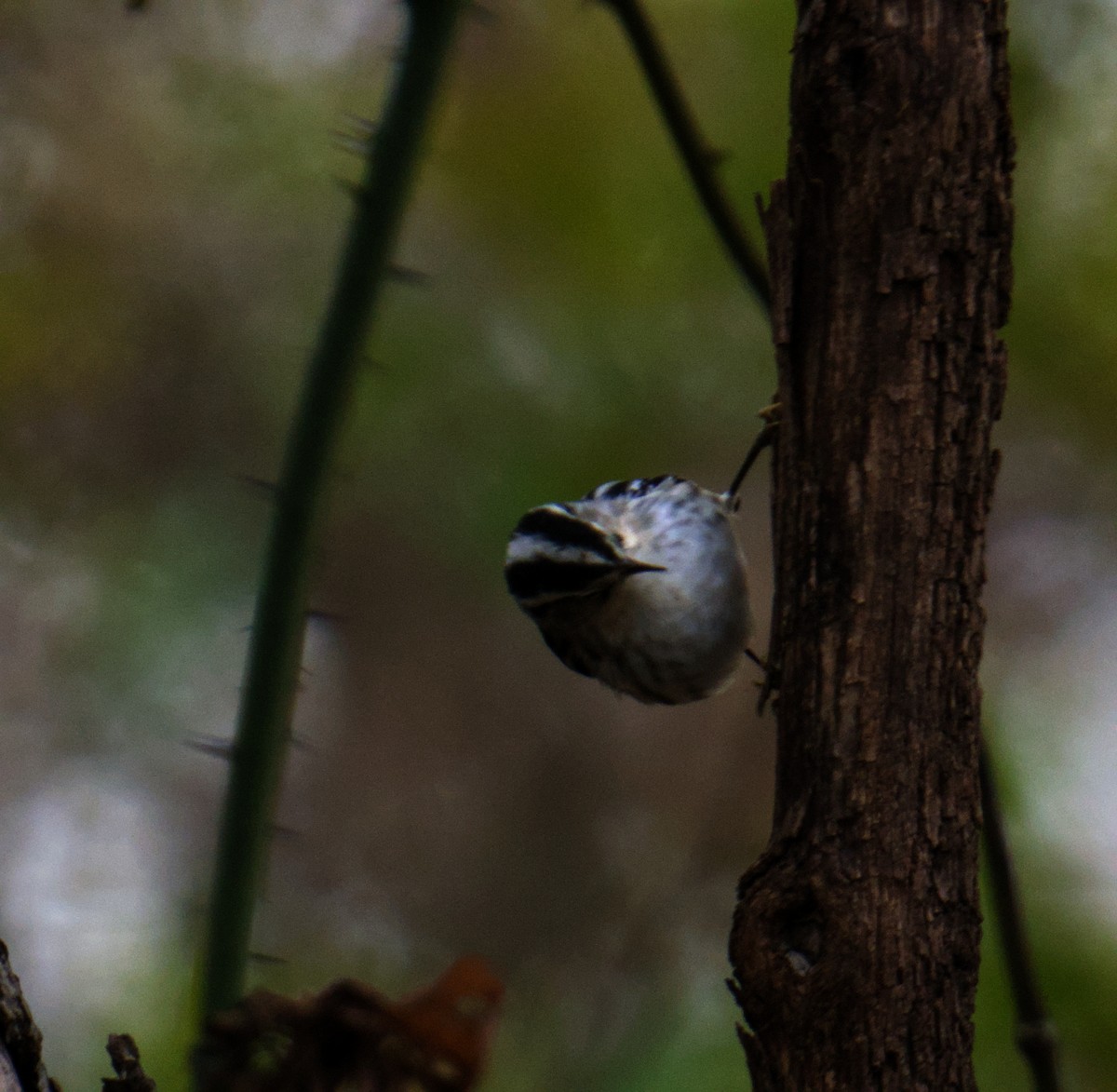 Paruline noir et blanc - ML646939654