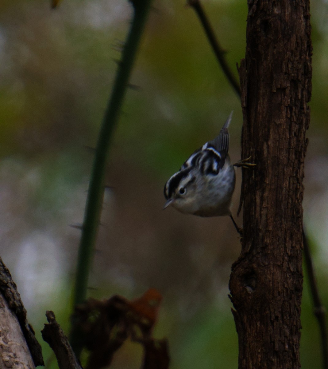 Paruline noir et blanc - ML646939655