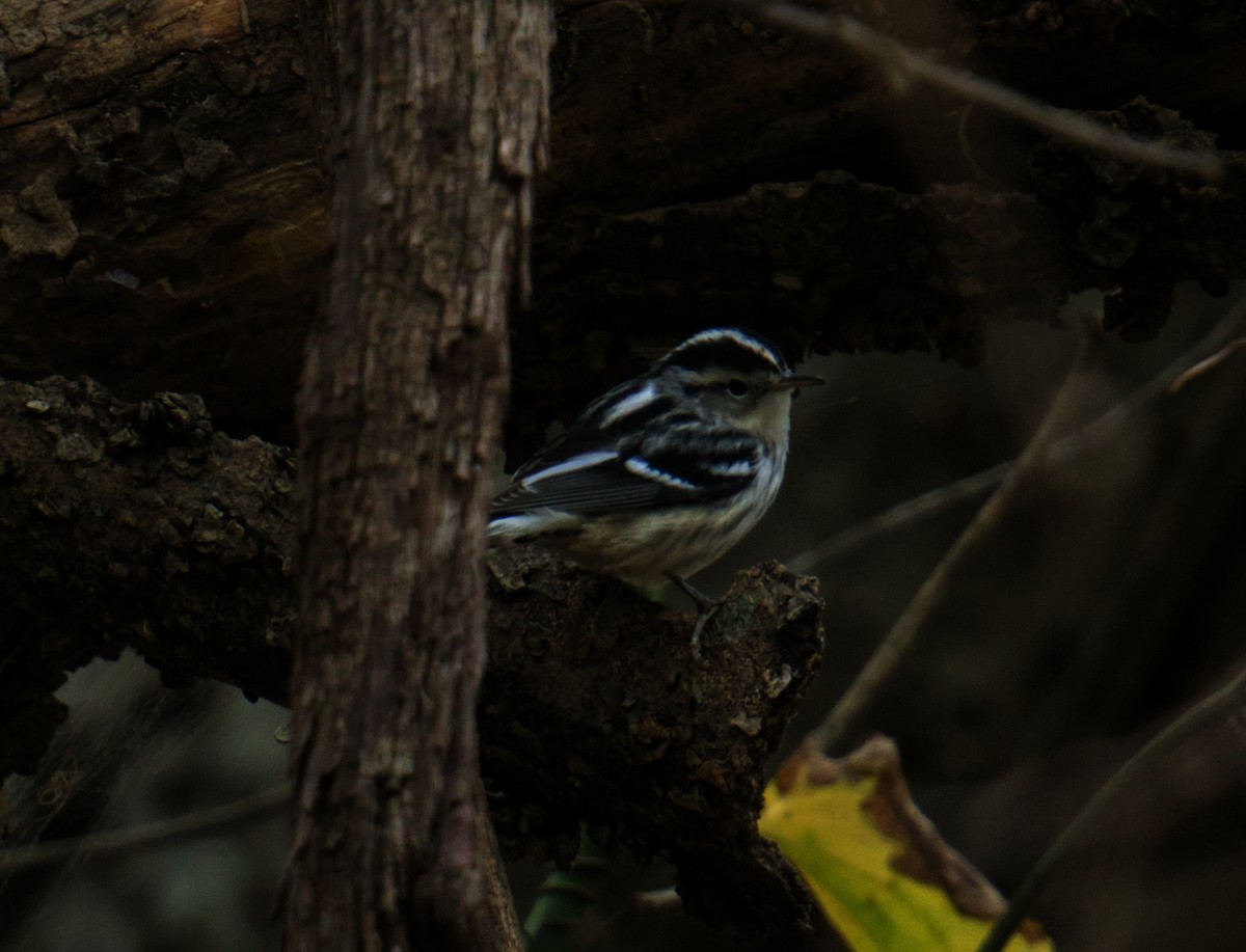 Paruline noir et blanc - ML646939656