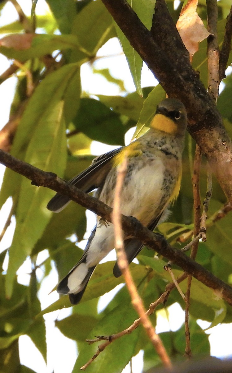 Reinita Coronada - ML646939660