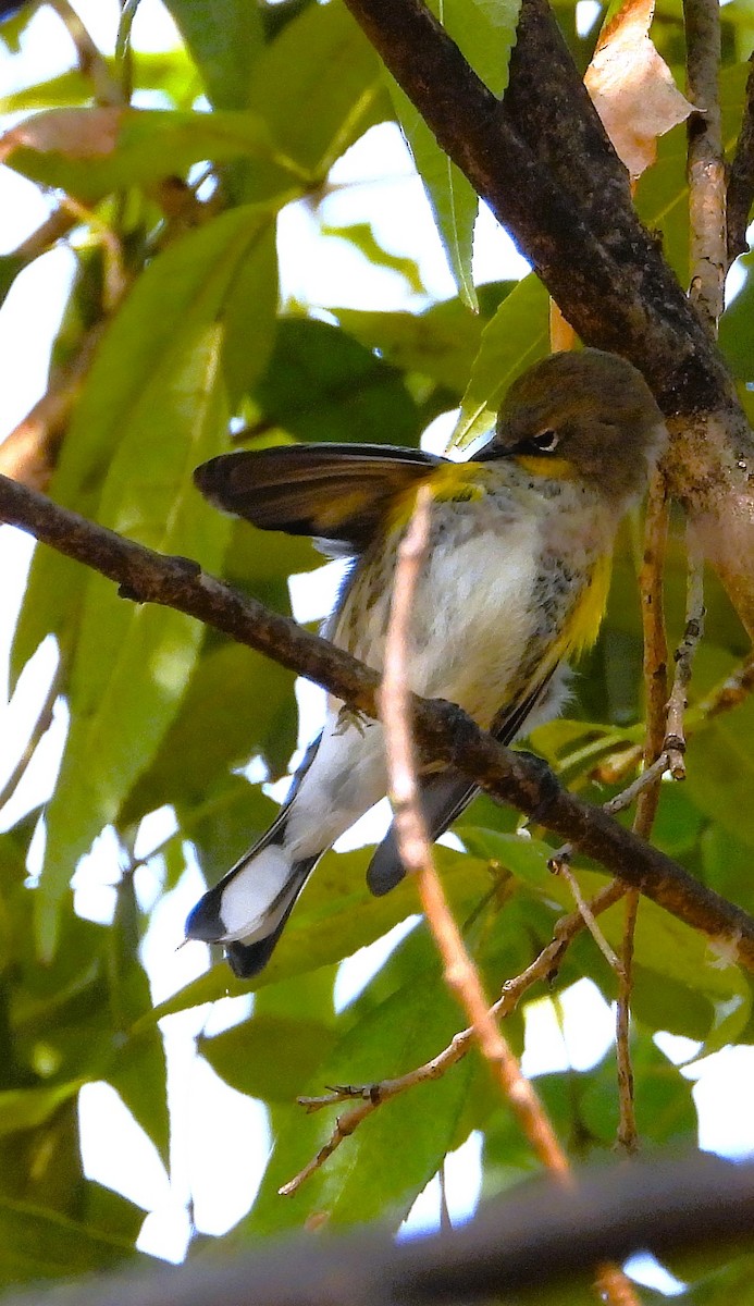 Reinita Coronada - ML646939661