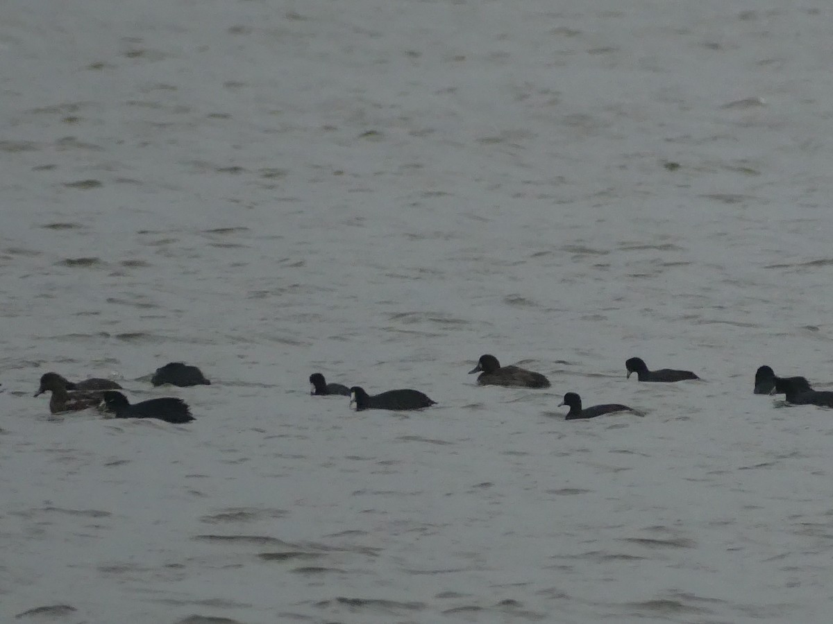 American Coot (Red-shielded) - ML646939663