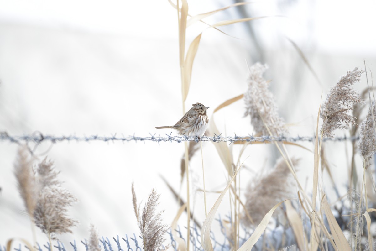 Song Sparrow - ML646939665