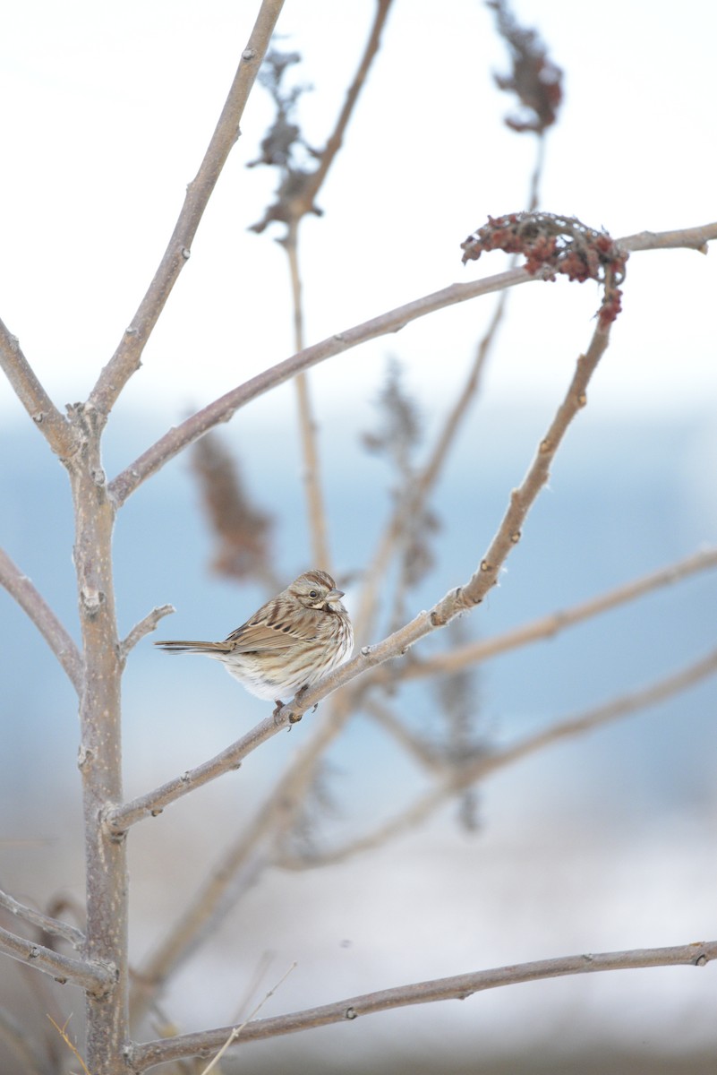 Song Sparrow - ML646939666