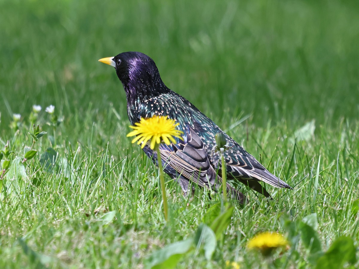 European Starling - ML646939673