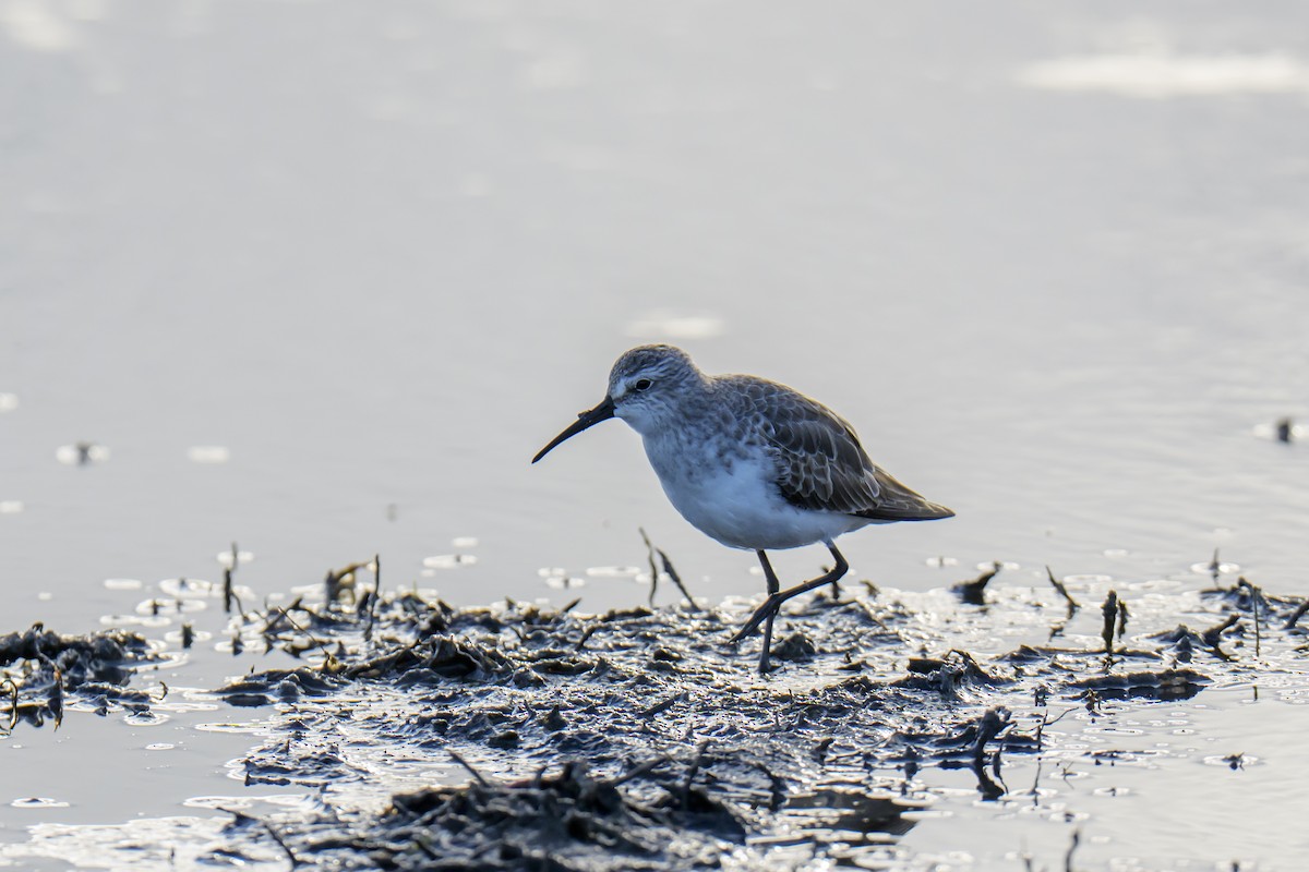 jespák křivozobý - ML646939674