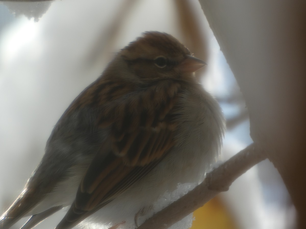 Chipping Sparrow - ML646939676