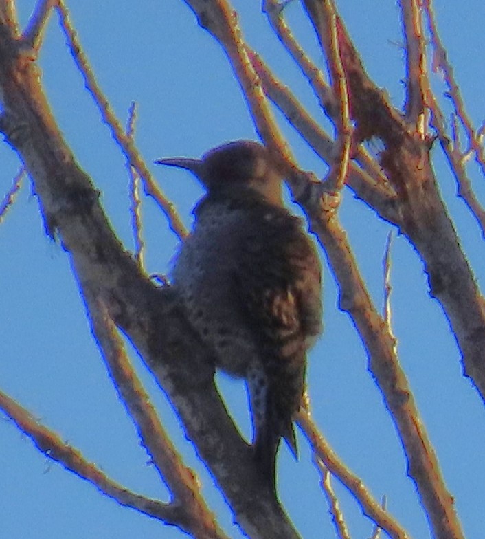 Декол золотистий - ML646939682