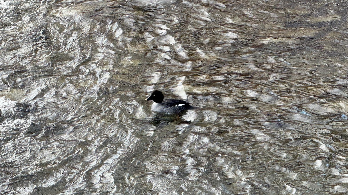 Common Goldeneye - ML646939683