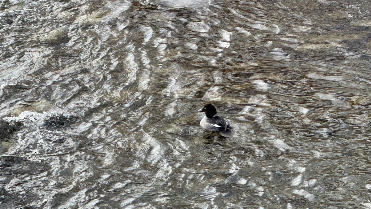 Common Goldeneye - ML646939684