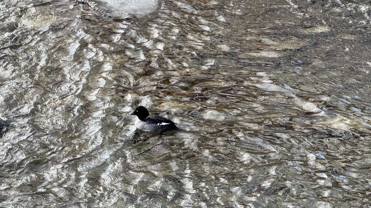 Common Goldeneye - ML646939685