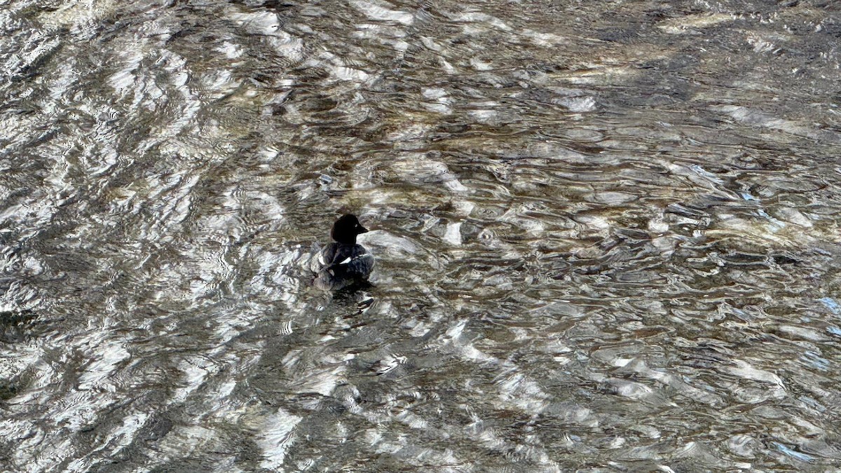 Common Goldeneye - ML646939686