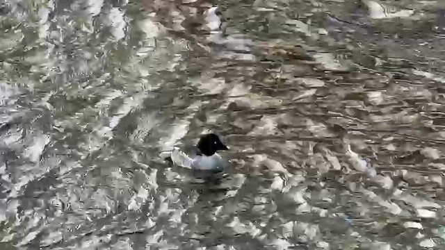 Гоголь - ML646939687