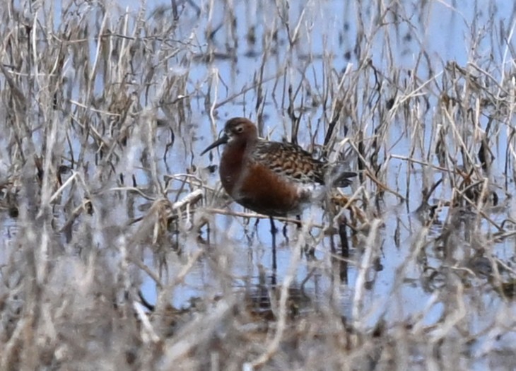 Txirri kurlinta - ML646939688