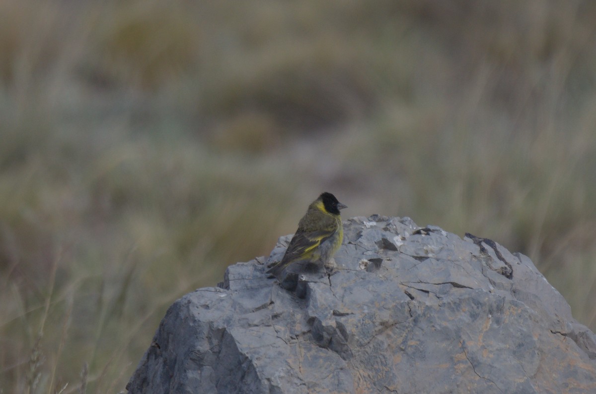 Thick-billed Siskin - ML646939689