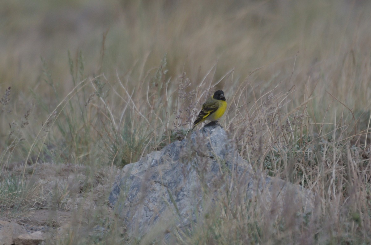 Thick-billed Siskin - ML646939690