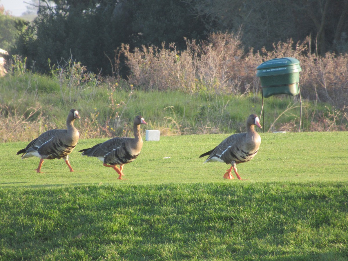 Гуска білолоба - ML646939691